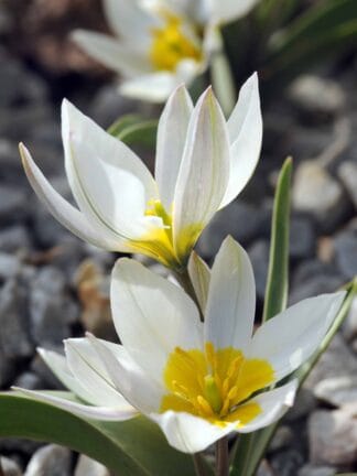 Tulipa Polychroma