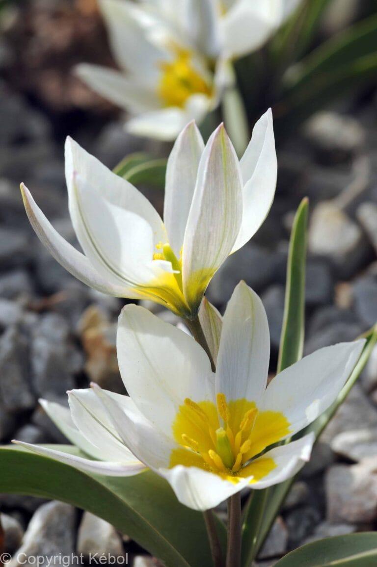 Tulipa Polychroma