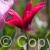 Tulipa Purple Doll