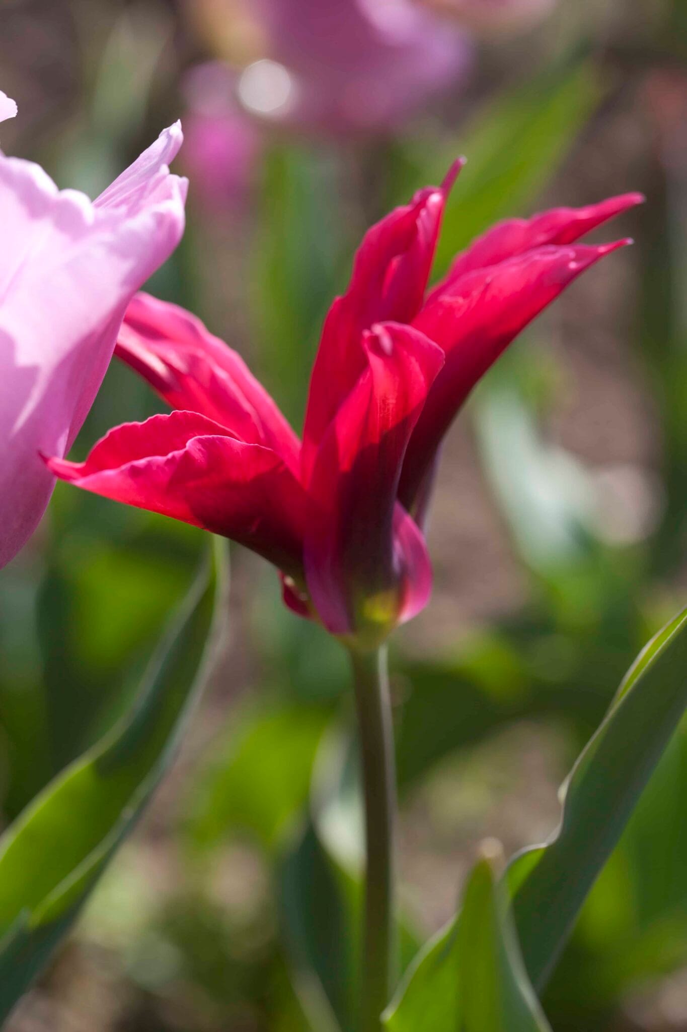 Tulipa Purple Doll