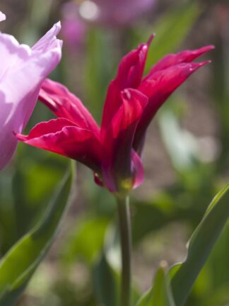 Tulipa Purple Doll