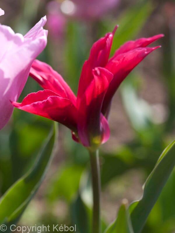 Tulipa Purple Doll