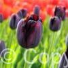 Tulipa Queen of Night