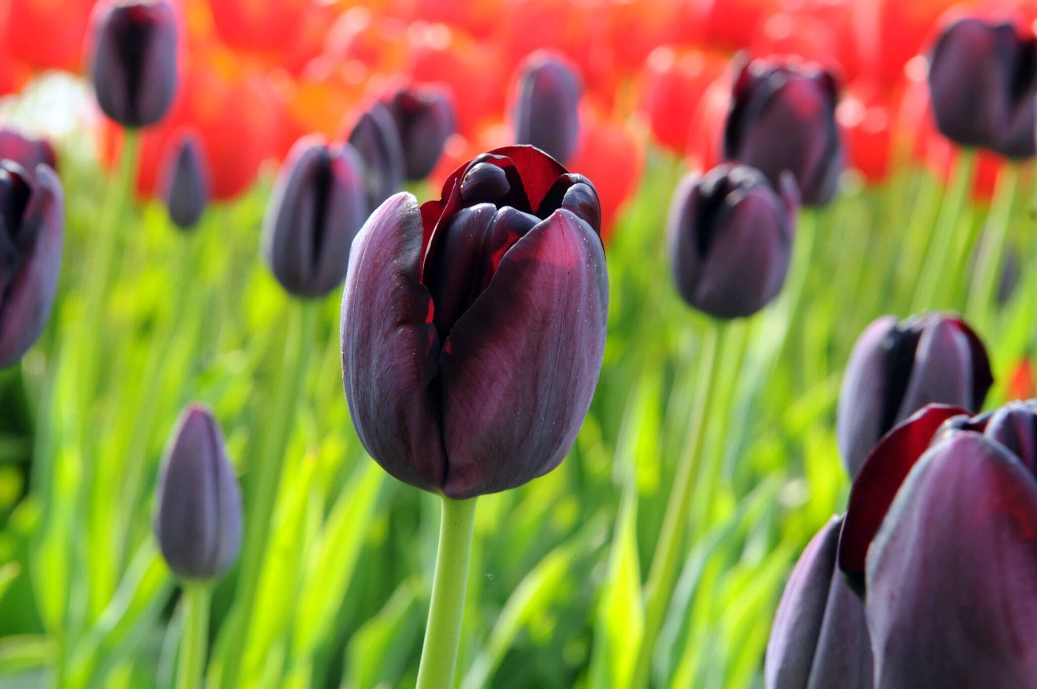 Tulipa Queen of Night