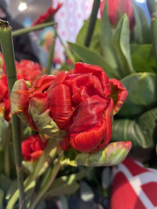 Tulipa Rococo Double