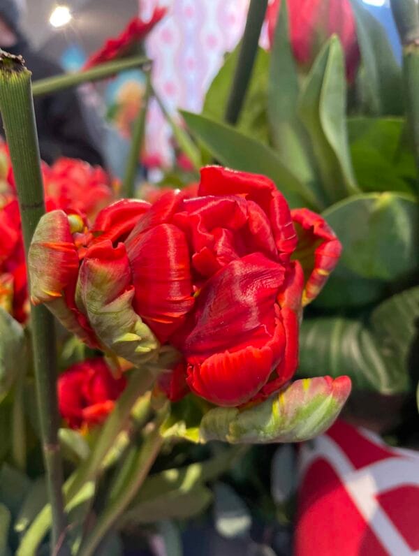 Tulipa Rococo Double