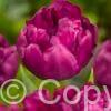 Tulipa Royal Acres