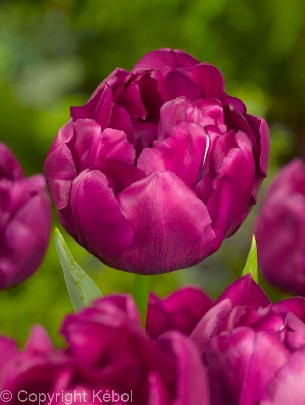 Tulipa Royal Acres