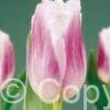 Tulipa Siesta