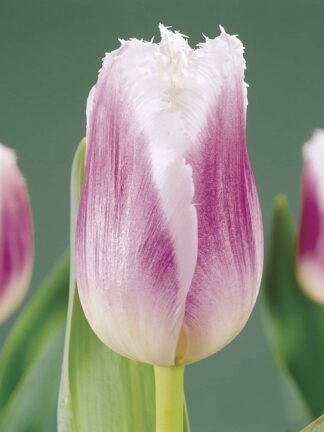 Tulipa Siesta