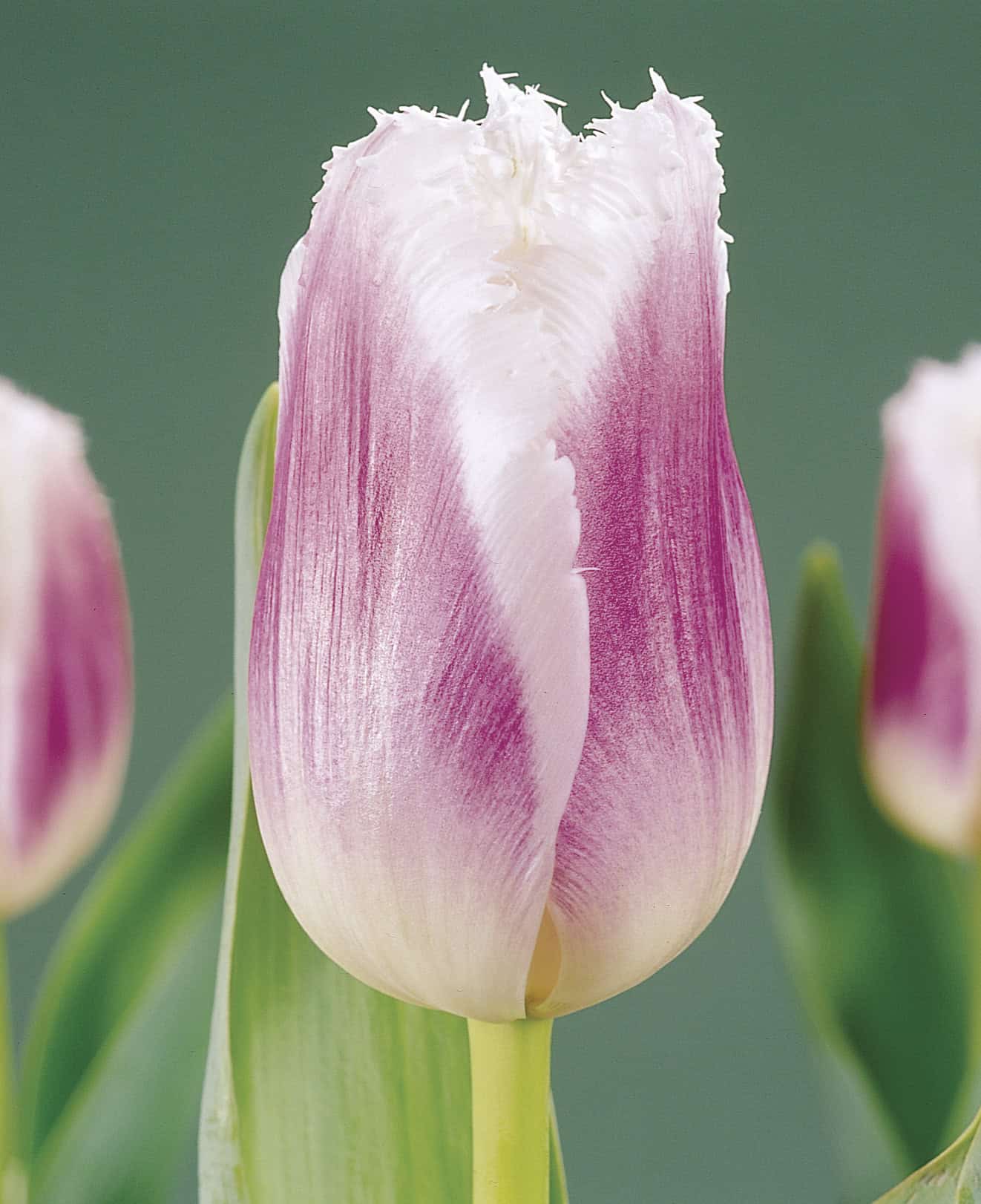 Tulipa Siesta