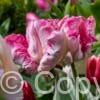 Tulipa Silver Parrot