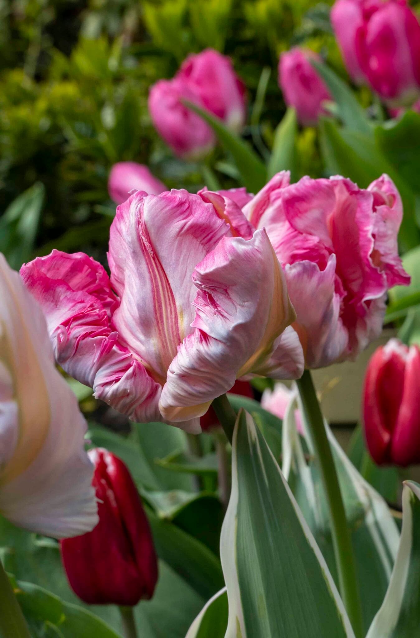 Tulipa Silver Parrot