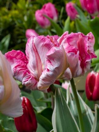 Tulipa Silver Parrot