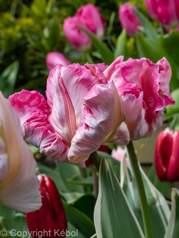 Tulipa Silver Parrot
