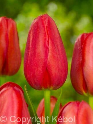 Tulipa Sky High Scarlet