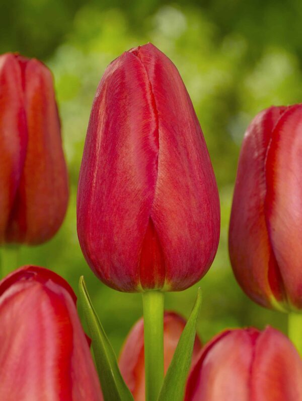 Tulipa Sky High Scarlet
