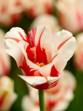Tulipa Sorbet