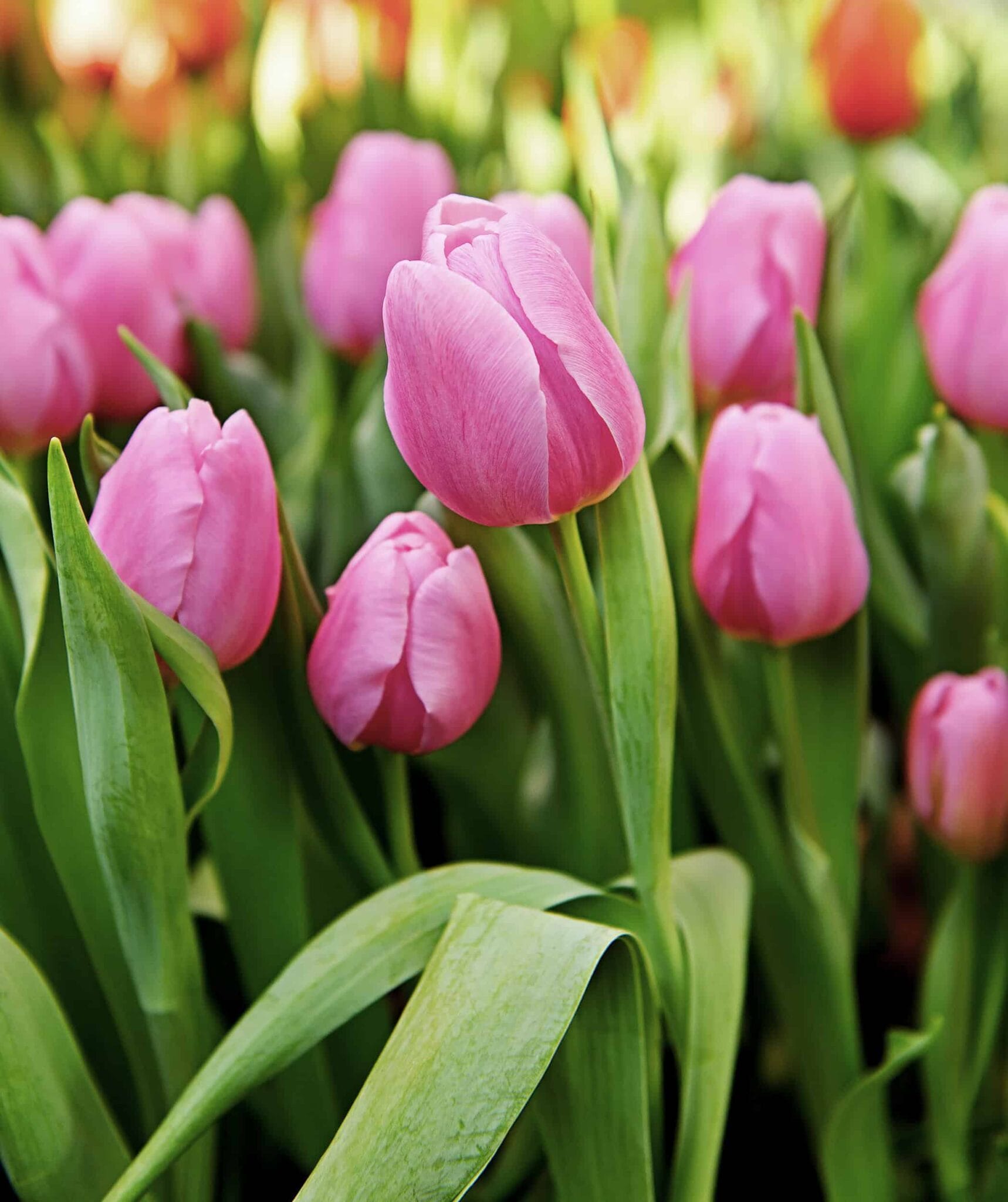 Tulipa Synaeda Amor