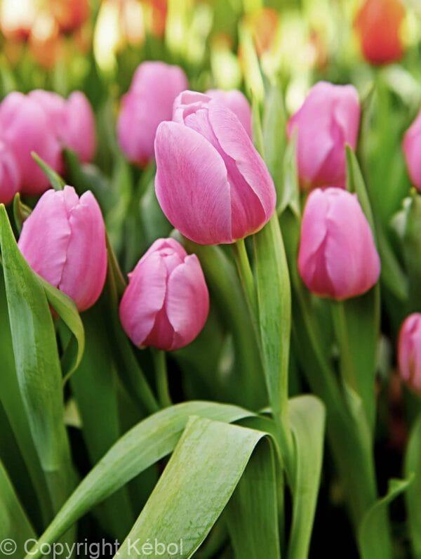 Tulipa Synaeda Amor
