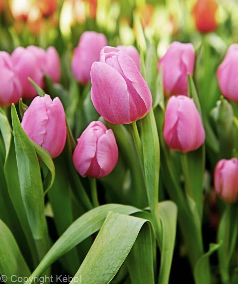 Tulipa Synaeda Amor