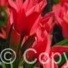 Tulipa Toronto