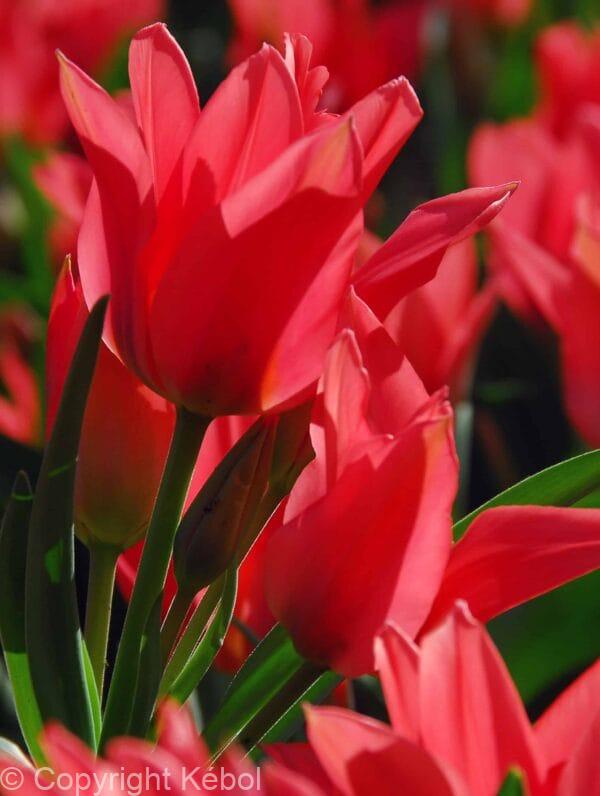 Tulipa Toronto