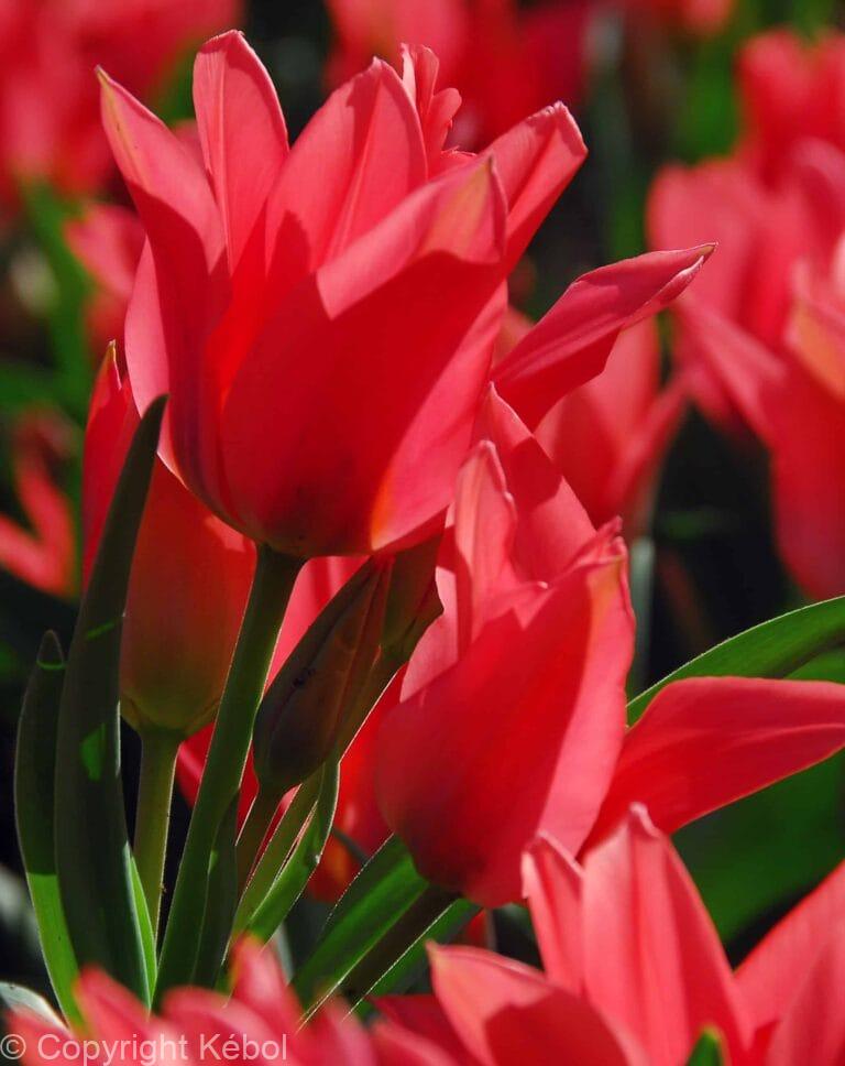 Tulipa Toronto