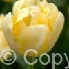 Tulipa Verona