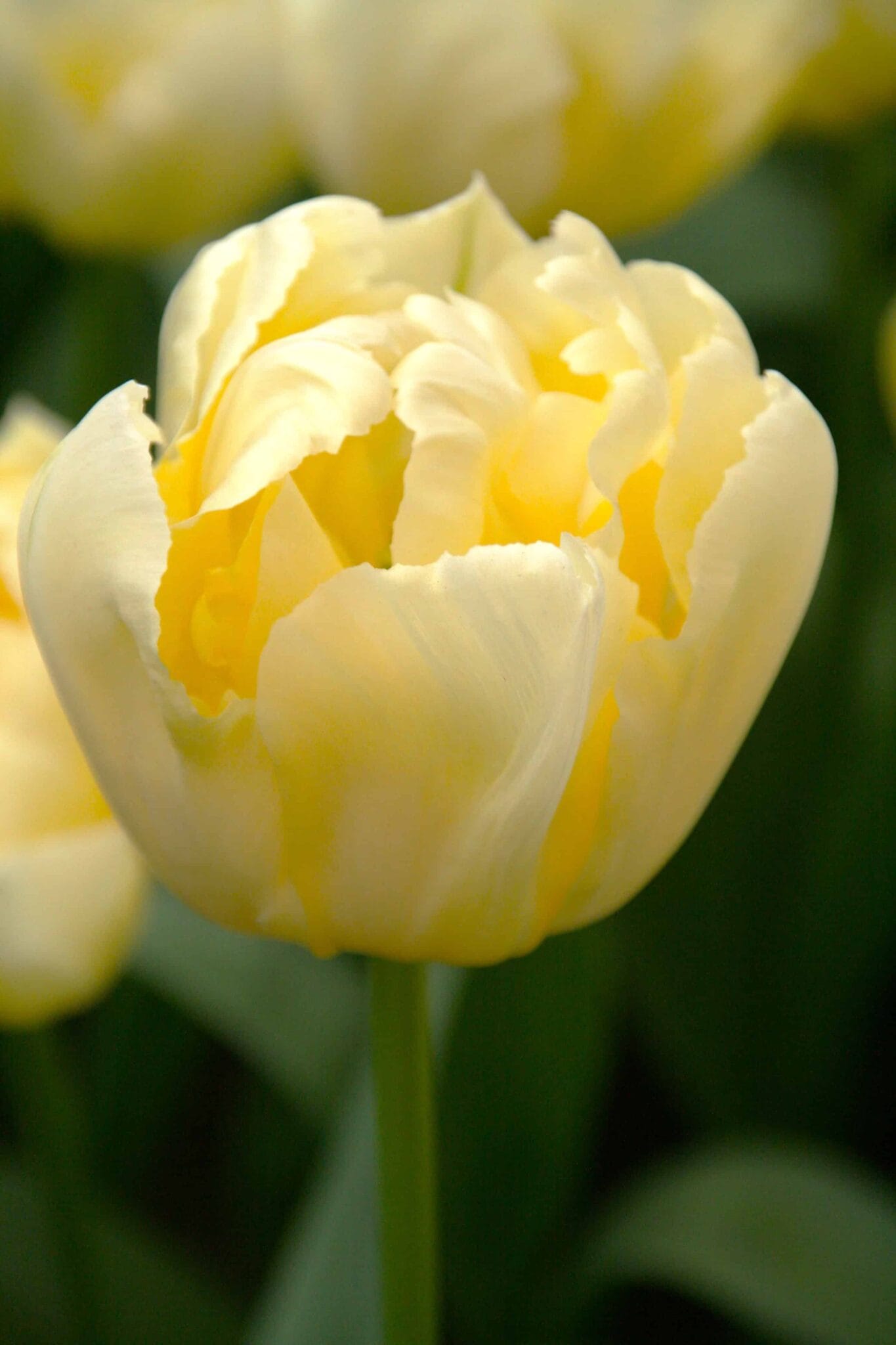 Tulipa Verona