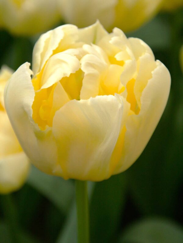 Tulipa Verona
