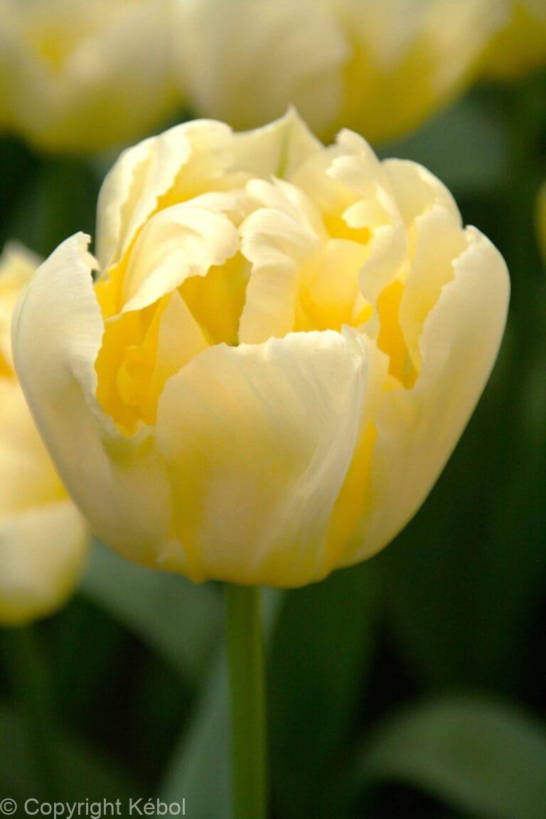 Tulipa Verona