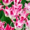 Tulipa Whispering Dream