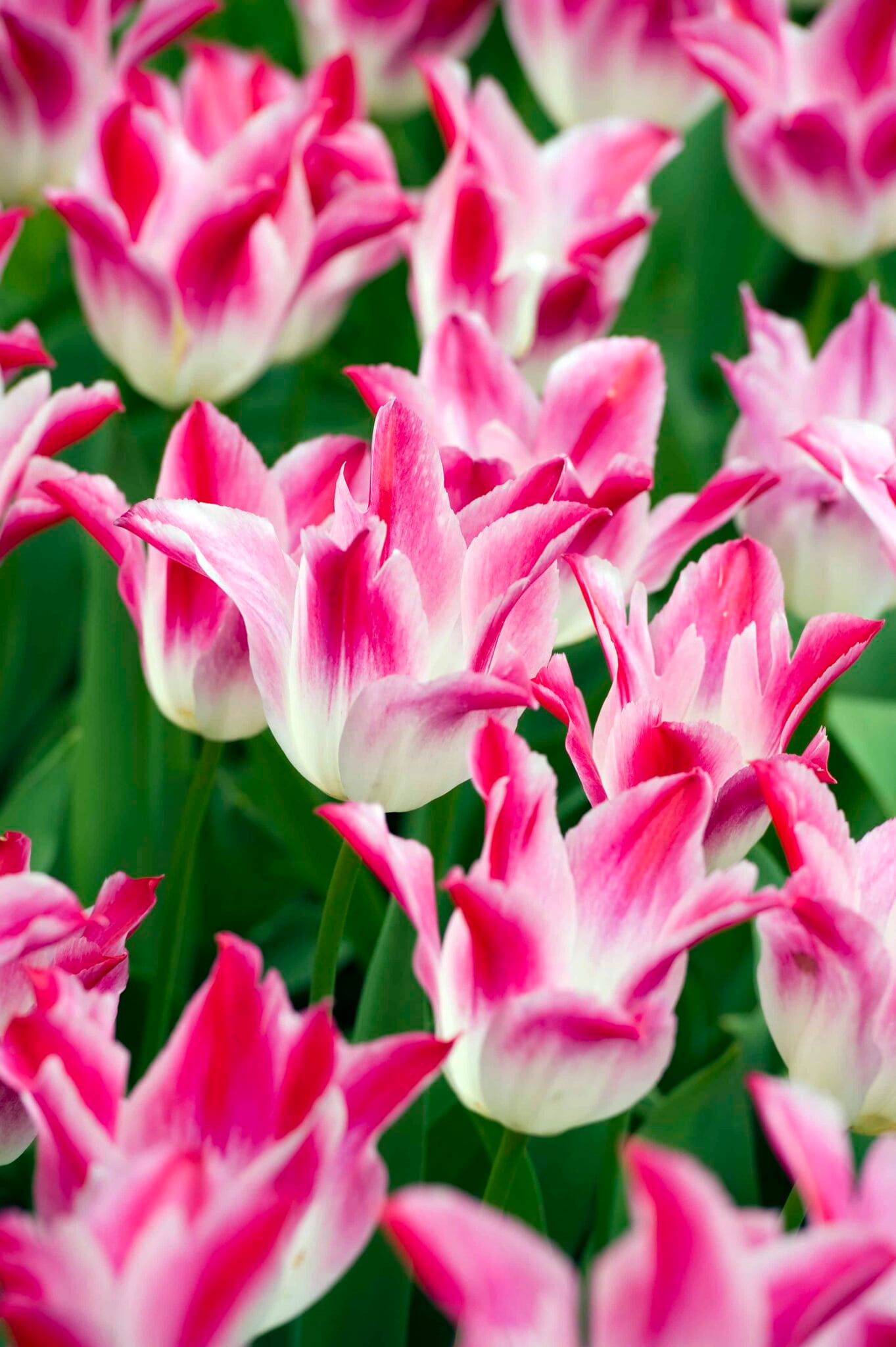 Tulipa Whispering Dream