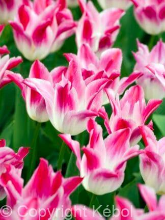 Tulipa Whispering Dream