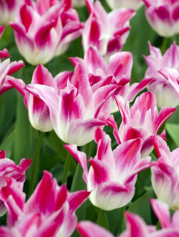 Tulipa Whispering Dream
