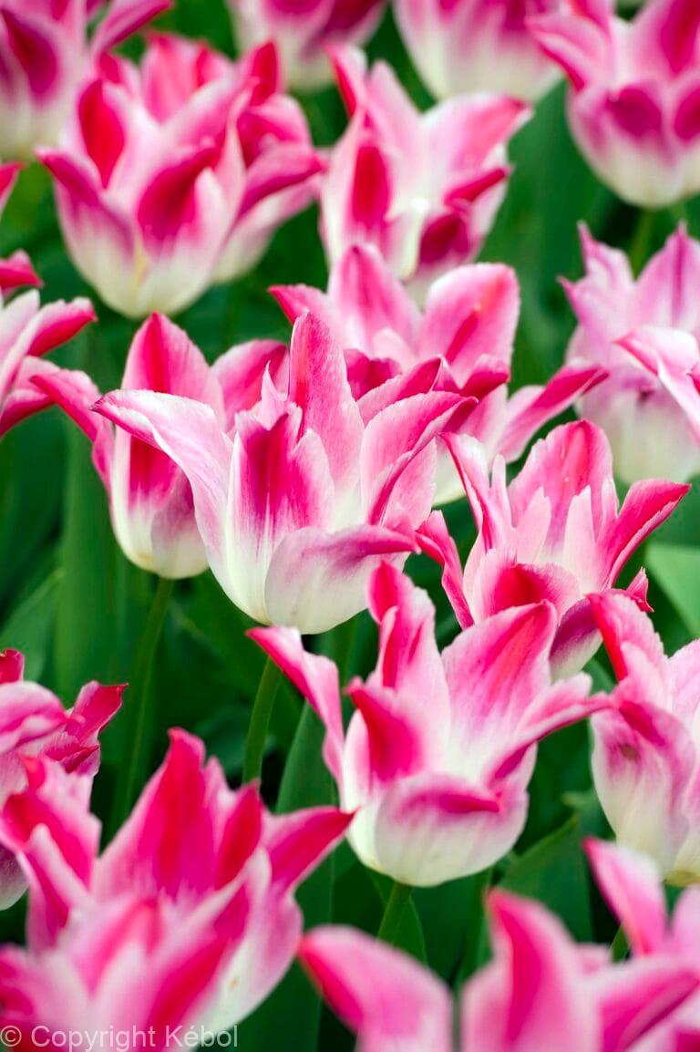 Tulipa Whispering Dream