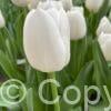 Tulipa White Dream