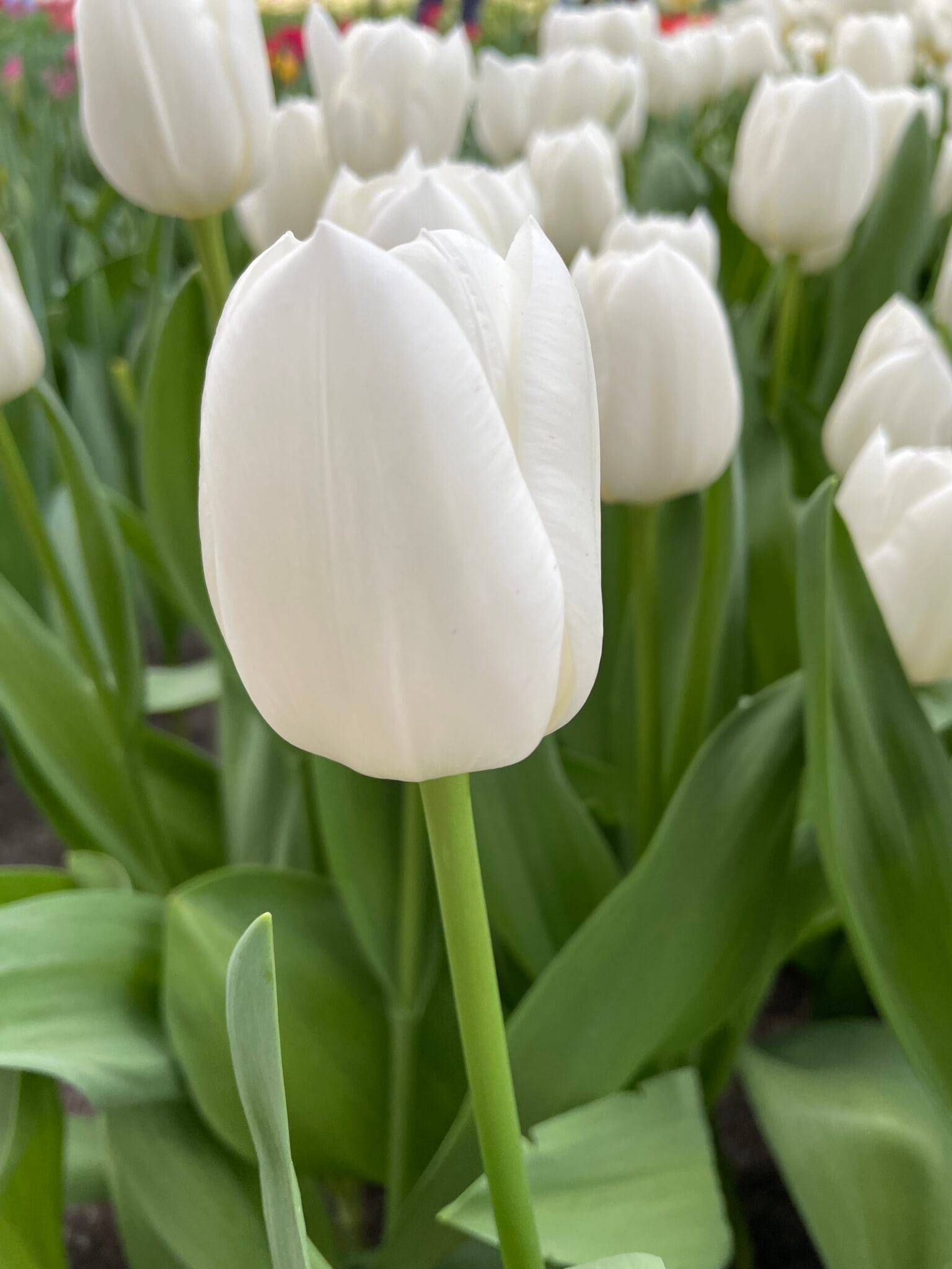 Tulipa White Dream