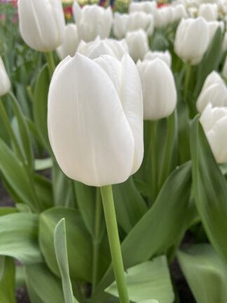Tulipa White Dream