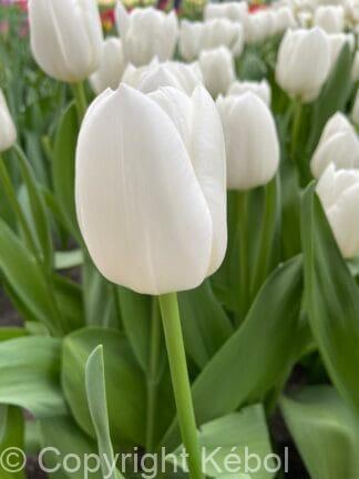 Tulipa White Dream