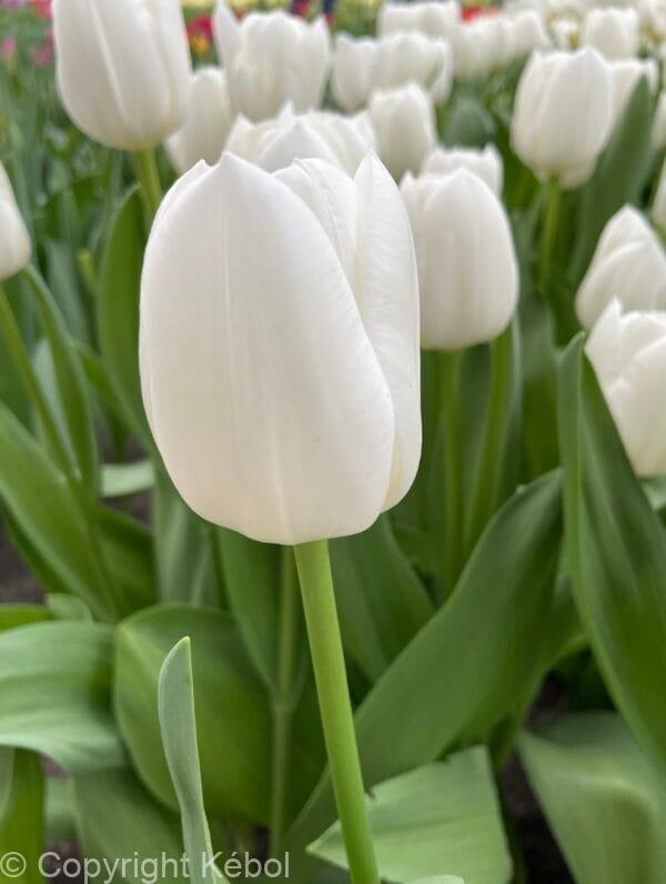Tulipa White Dream