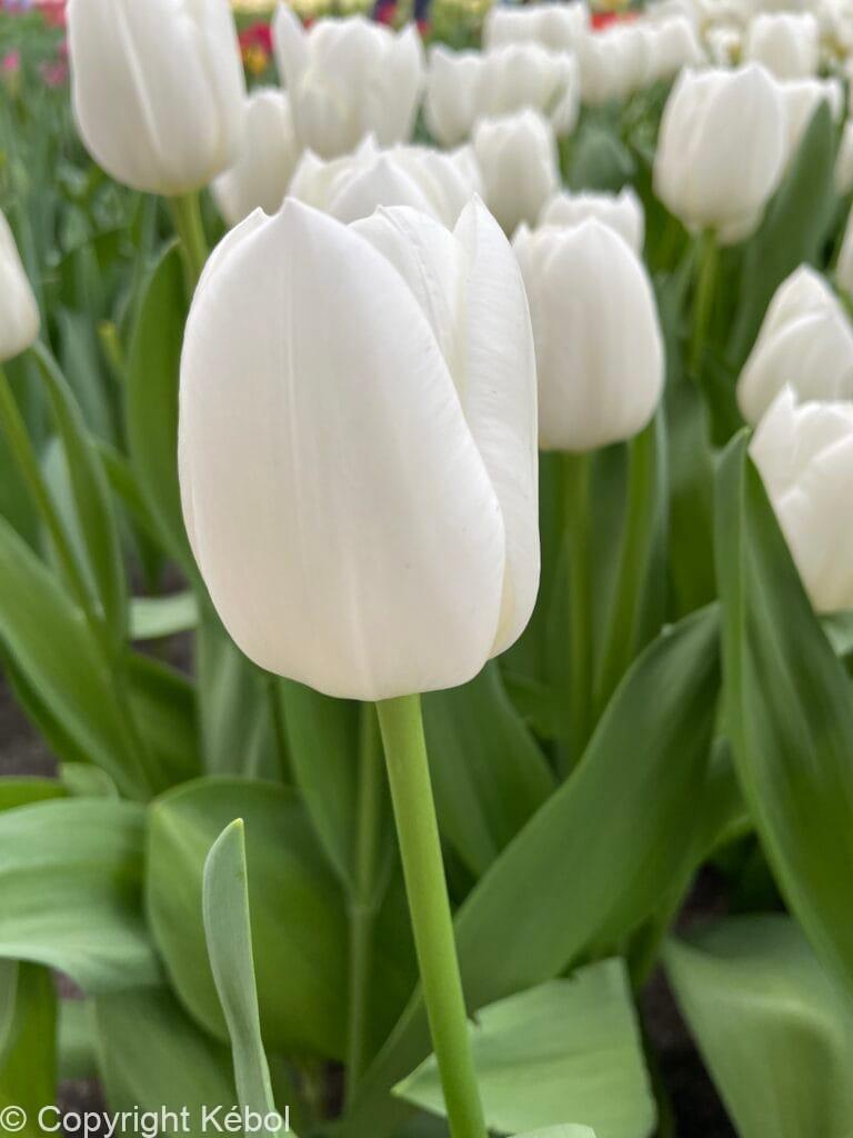Tulipa White Dream