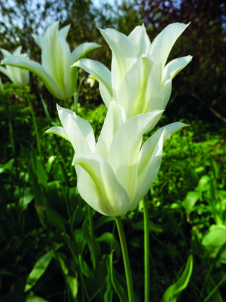 Tulipa White Triumphator