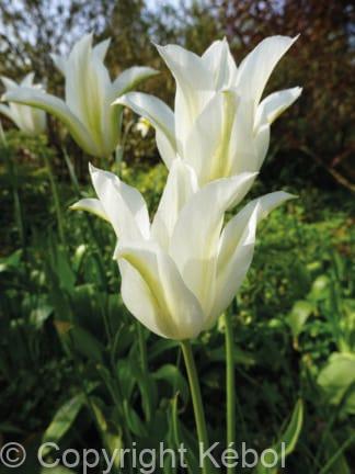 Tulipa White Triumphator