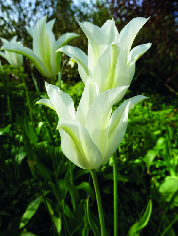Tulipa White Triumphator