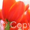 Tulipa World's Fire