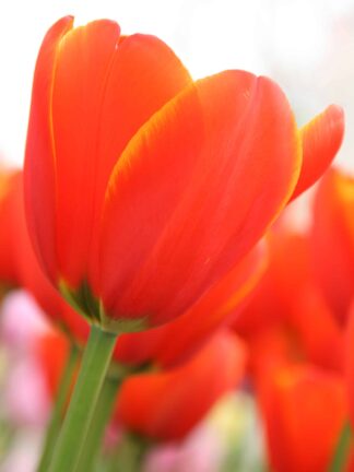 Tulipa World's Fire