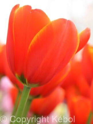 Tulipa World's Fire