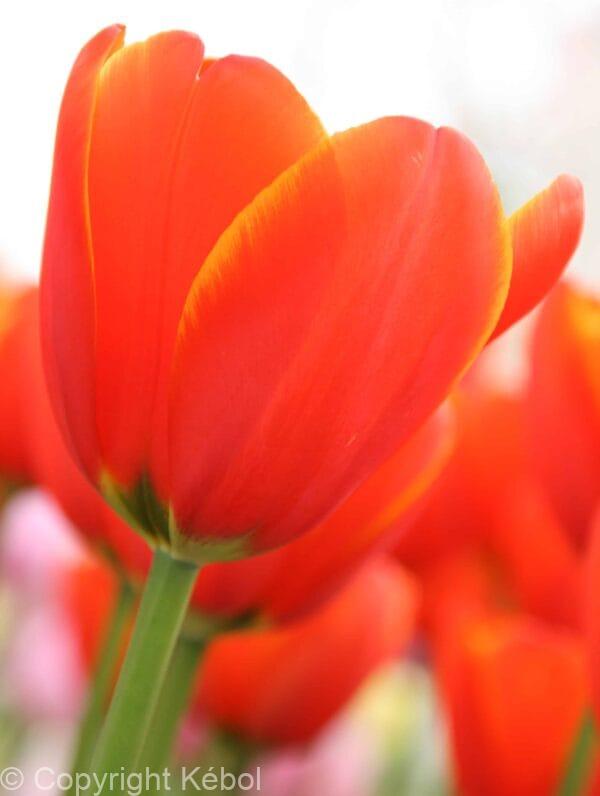 Tulipa World's Fire